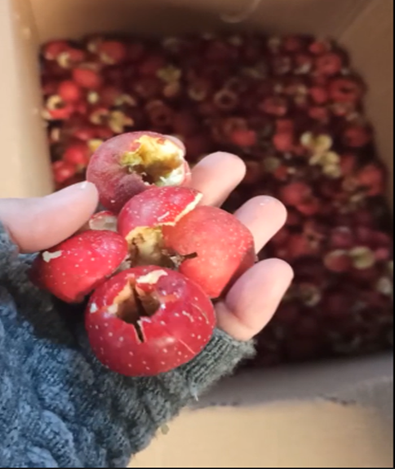 山楂、青梅去核機